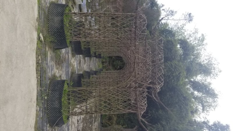 紫薇花瓶1.2米1.5米紫薇花瓶2米高紫薇花瓶基地