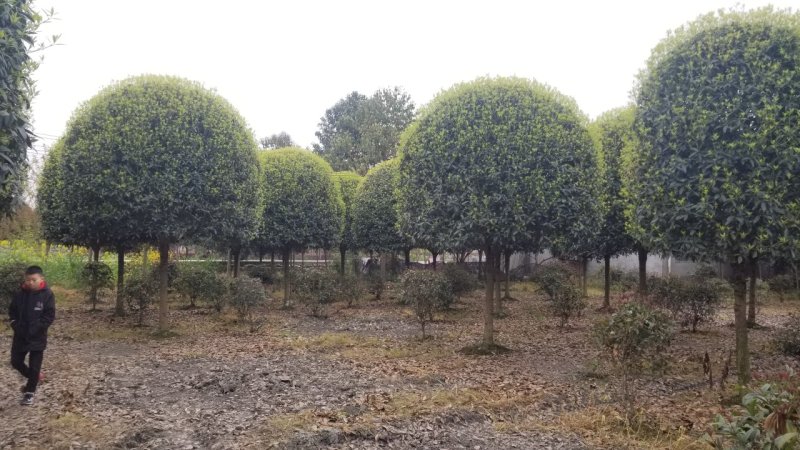 高分支桂花基地成都桂花基地15公分桂花