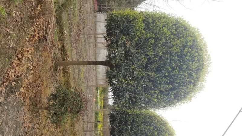 高分支桂花基地成都桂花基地15公分桂花