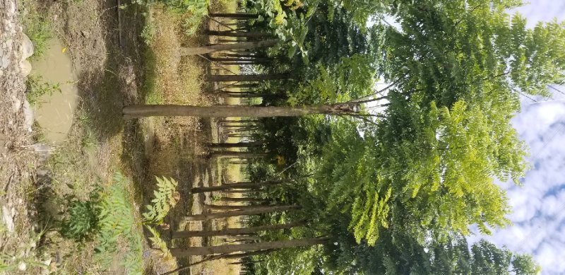 12公分栾树15公分栾树18公分栾树