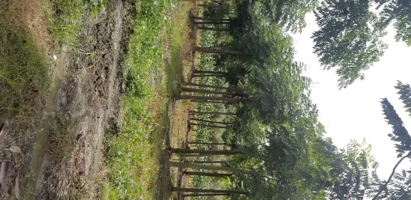 12公分栾树15公分栾树18公分栾树