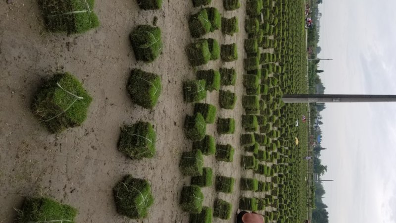 草坪台湾2号剪股颖百慕大混播草坪马尼拉草坪