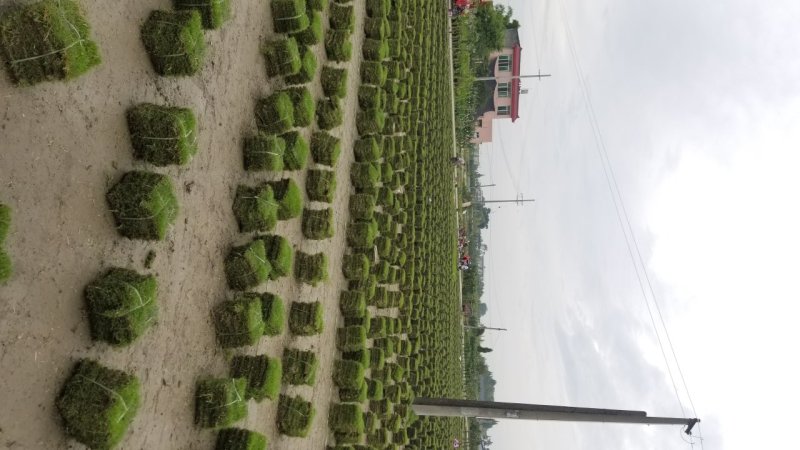 草坪台湾2号剪股颖百慕大混播草坪马尼拉草坪
