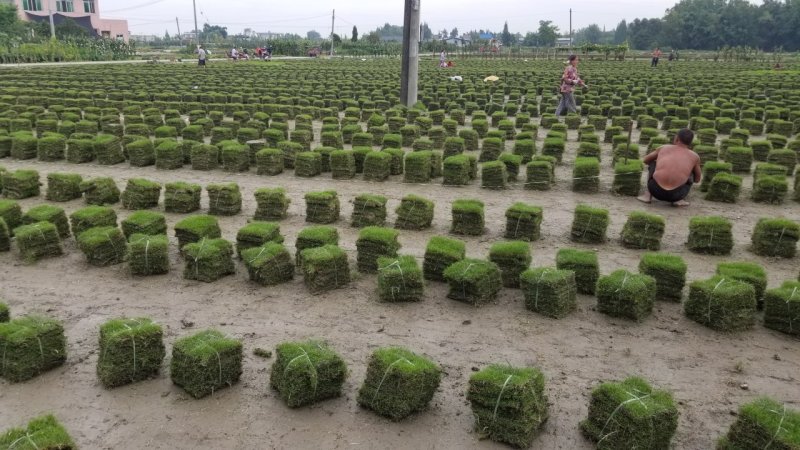 草坪台湾2号剪股颖百慕大混播草坪马尼拉草坪
