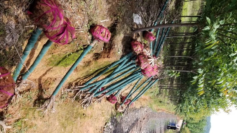 5公分樱花，8公分樱花，10公分樱花价格