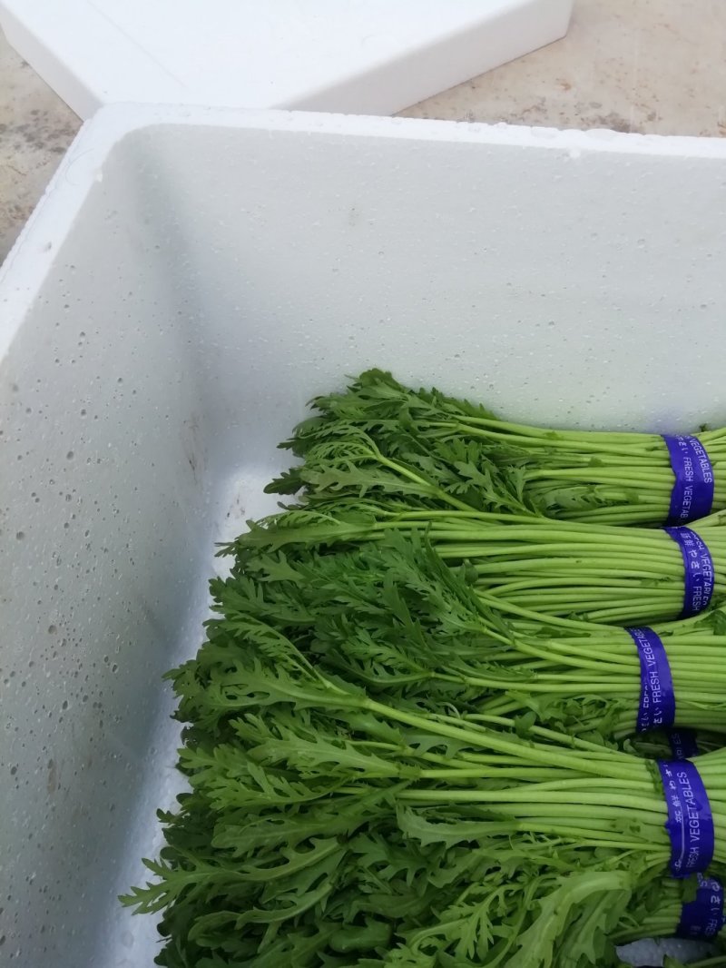 兰州茼蒿
