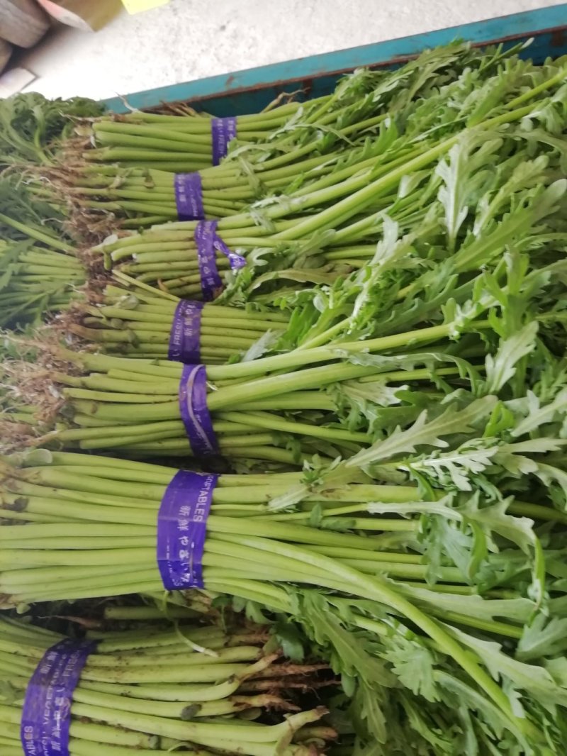 兰州茼蒿