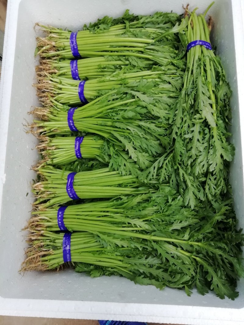 兰州茼蒿
