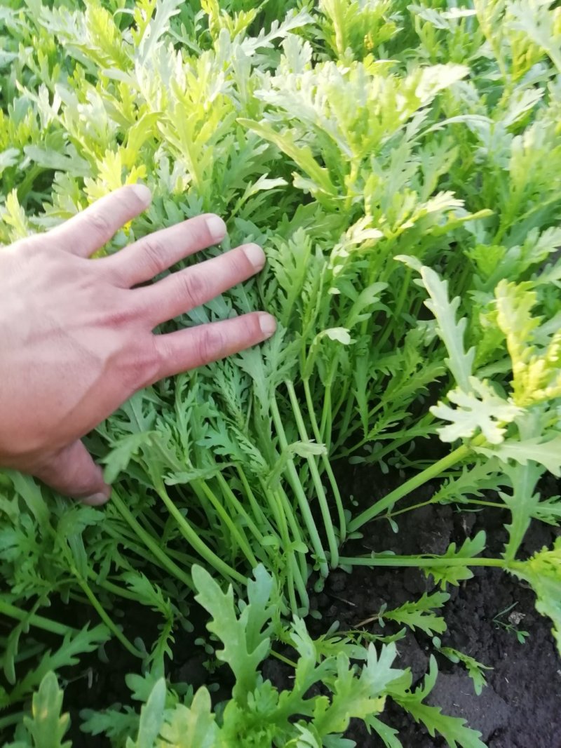 兰州茼蒿