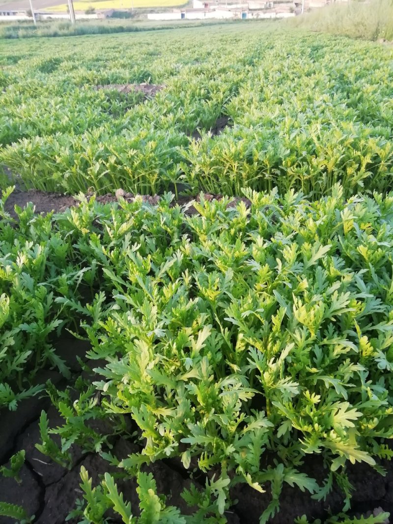 兰州茼蒿