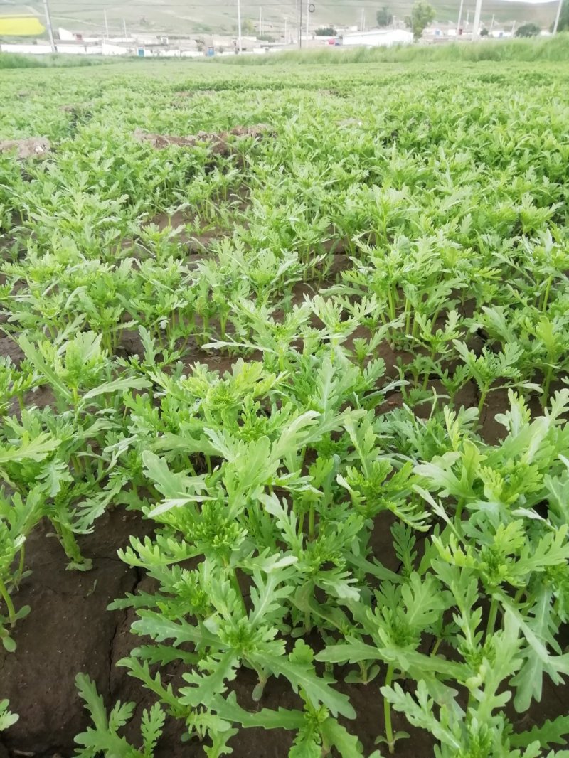 兰州茼蒿