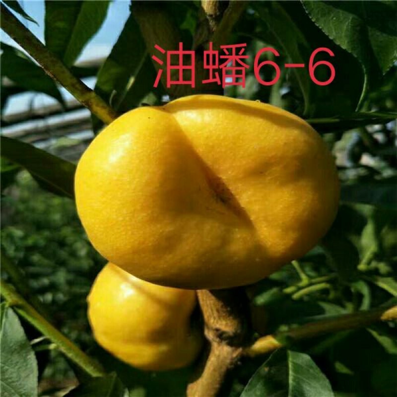 油蟠7-7桃苗6-6，36-5，明月油蟠桃金钱油蟠