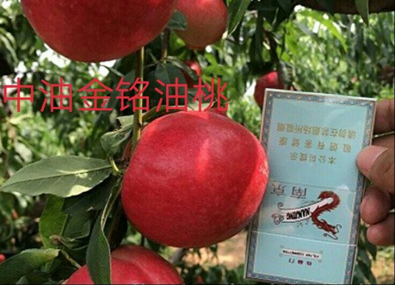 油蟠7-7桃苗6-6，36-5，明月油蟠桃金钱油蟠