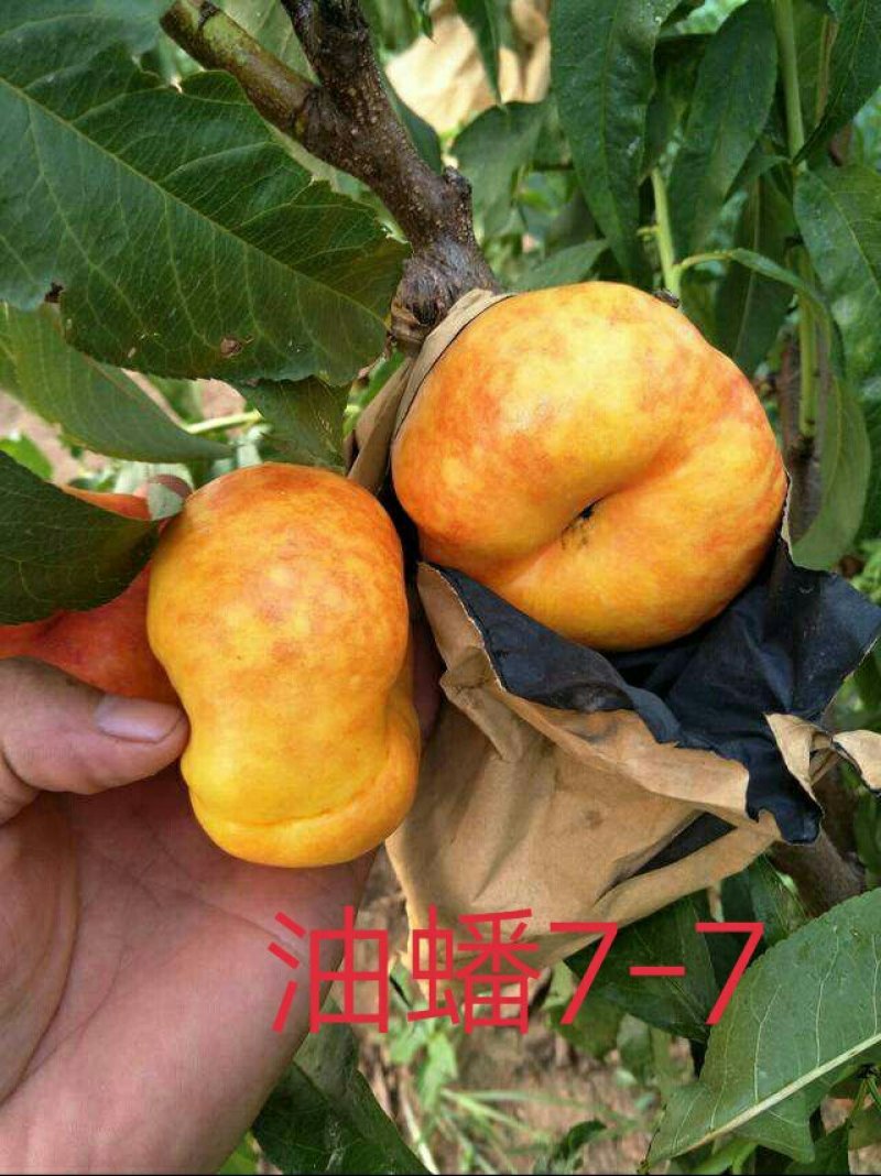 油蟠7-7桃苗6-6，36-5，明月油蟠桃金钱油蟠