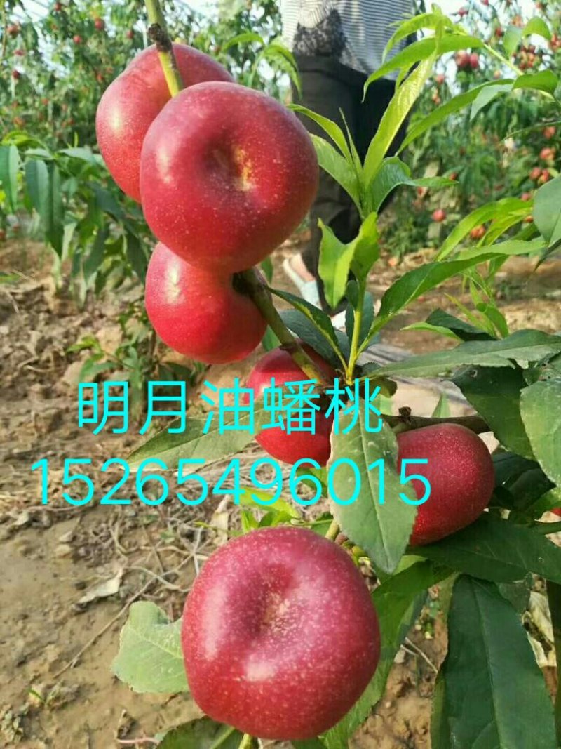 油蟠7-7桃苗6-6，36-5，明月油蟠桃金钱油蟠