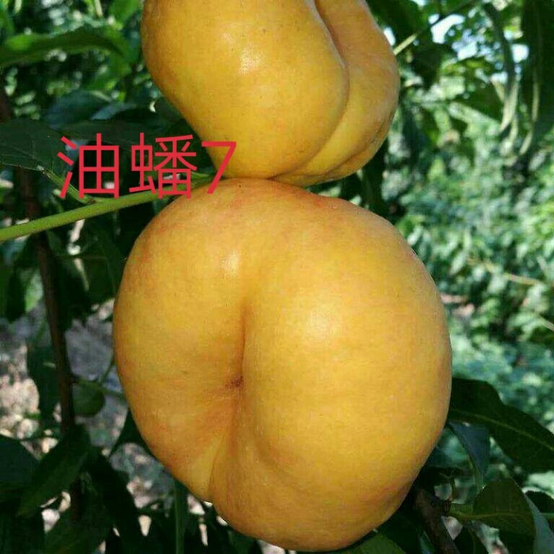 油蟠7-7桃苗6-6，36-5，明月油蟠桃金钱油蟠