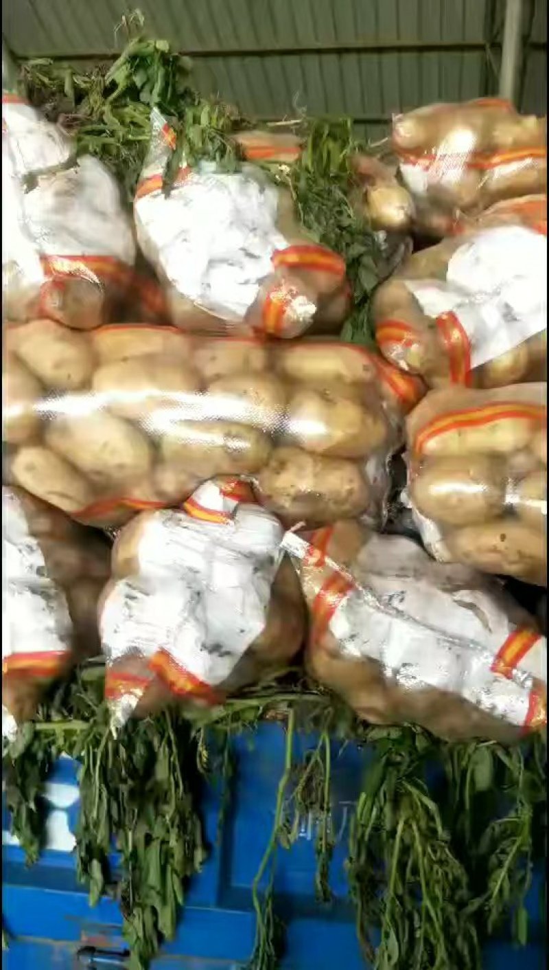 荷兰十五微七沃土土豆通货2两以上3两以上4两以上