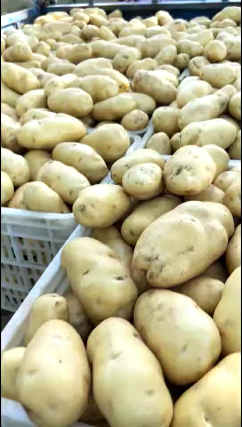 荷兰十五微七沃土土豆通货2两以上3两以上4两以上