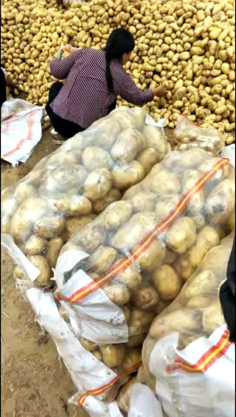 荷兰十五微七沃土土豆通货2两以上3两以上4两以上