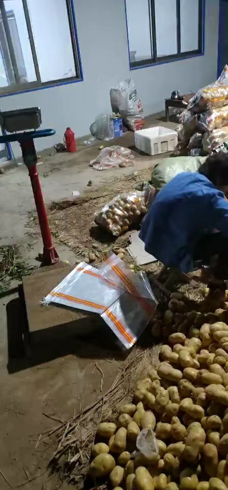 荷兰十五微七沃土土豆通货2两以上3两以上4两以上