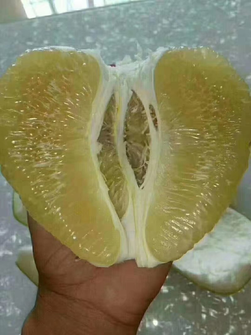 柚子（东试早）