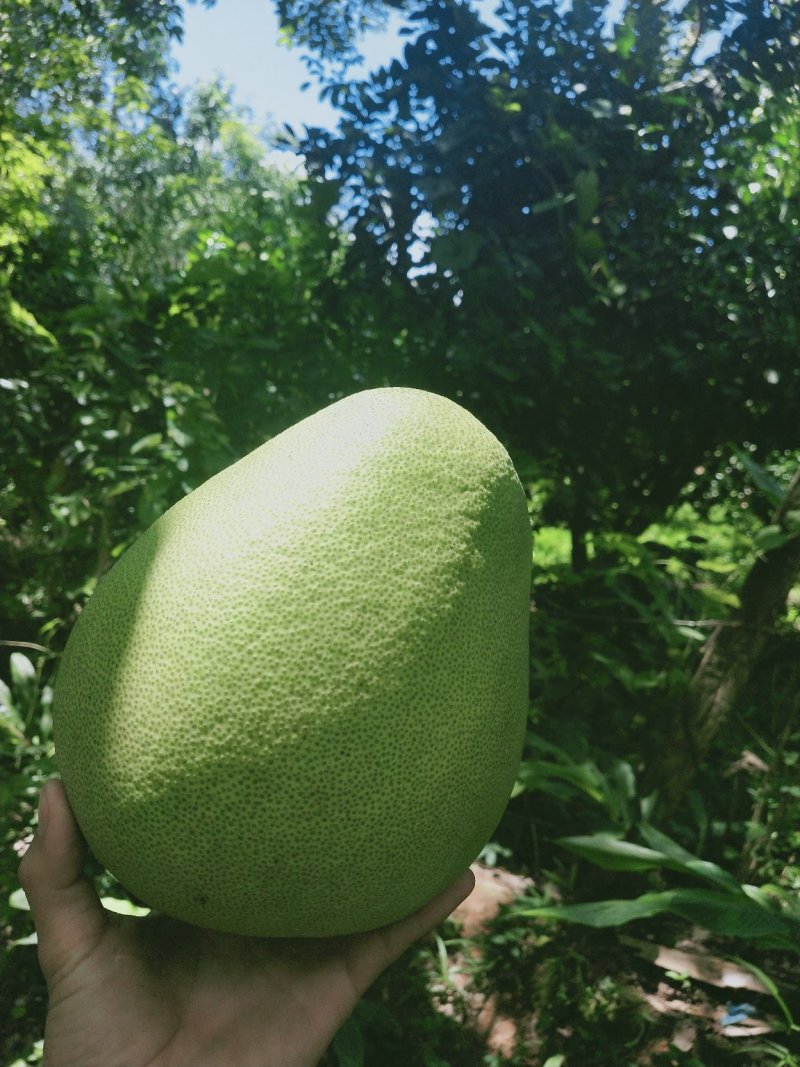 柚子（东试早）