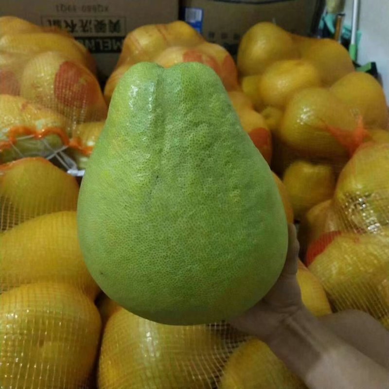柚子（东试早）