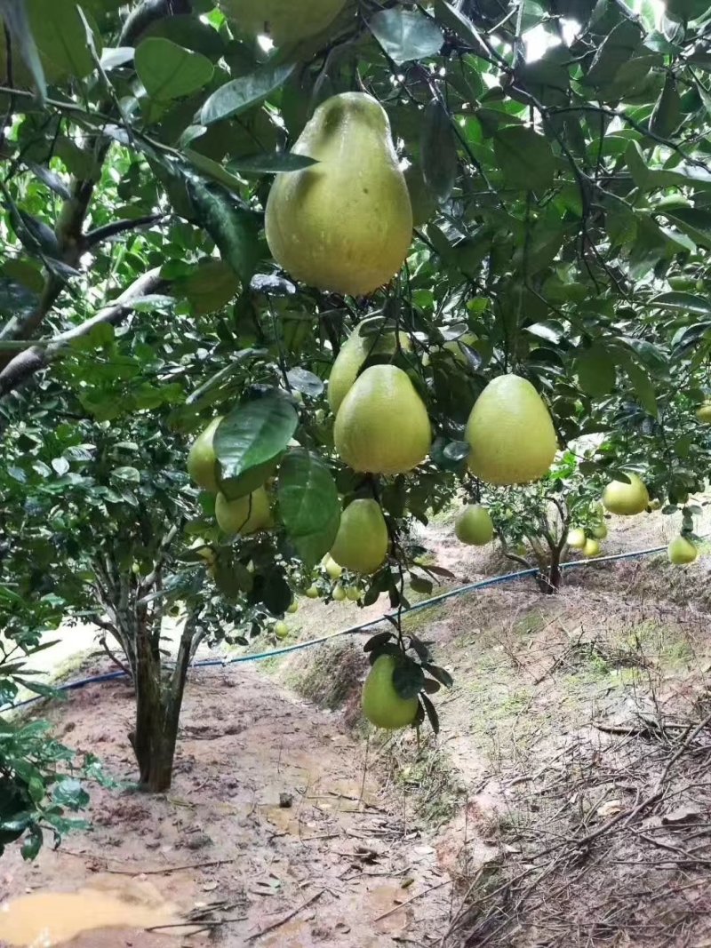 柚子（东试早）
