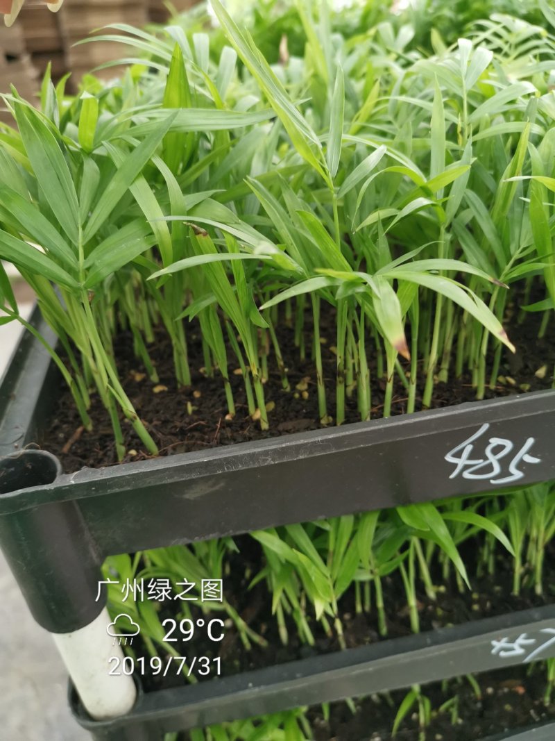 袖珍椰子平筛苗小盆栽喜阴植物耐摆放棕榈科观叶植物