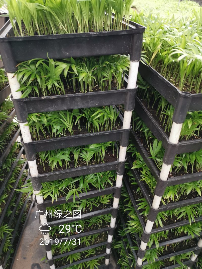 袖珍椰子平筛苗小盆栽喜阴植物耐摆放棕榈科观叶植物