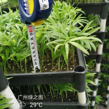 袖珍椰子平筛苗小盆栽喜阴植物耐摆放棕榈科观叶植物