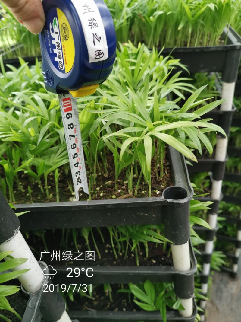 袖珍椰子平筛苗小盆栽喜阴植物耐摆放棕榈科观叶植物