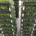 袖珍椰子平筛苗小盆栽喜阴植物耐摆放棕榈科观叶植物