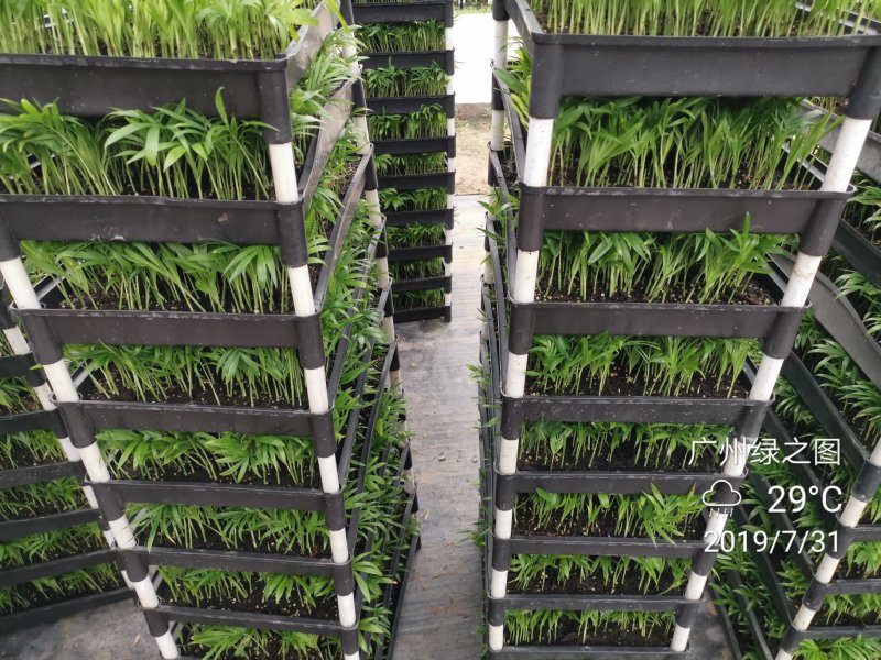 袖珍椰子平筛苗小盆栽喜阴植物耐摆放棕榈科观叶植物