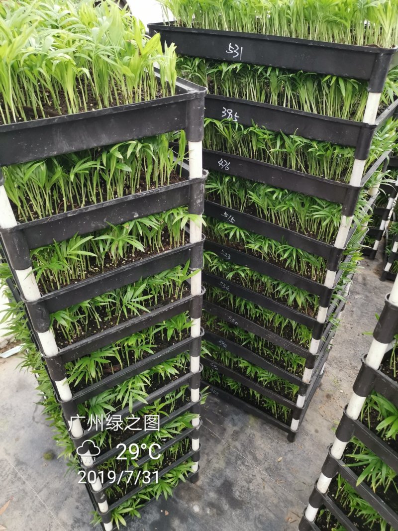 袖珍椰子平筛苗小盆栽喜阴植物耐摆放棕榈科观叶植物