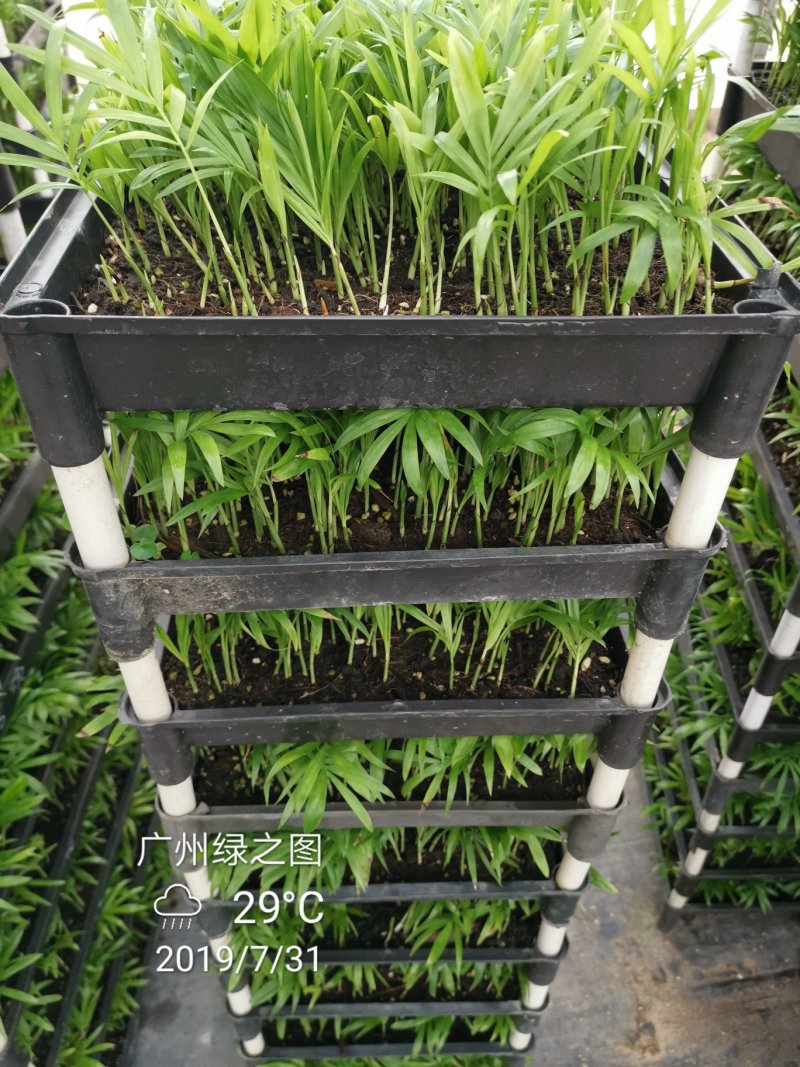 袖珍椰子平筛苗小盆栽喜阴植物耐摆放棕榈科观叶植物