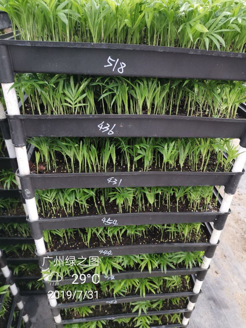 袖珍椰子平筛苗小盆栽喜阴植物耐摆放棕榈科观叶植物