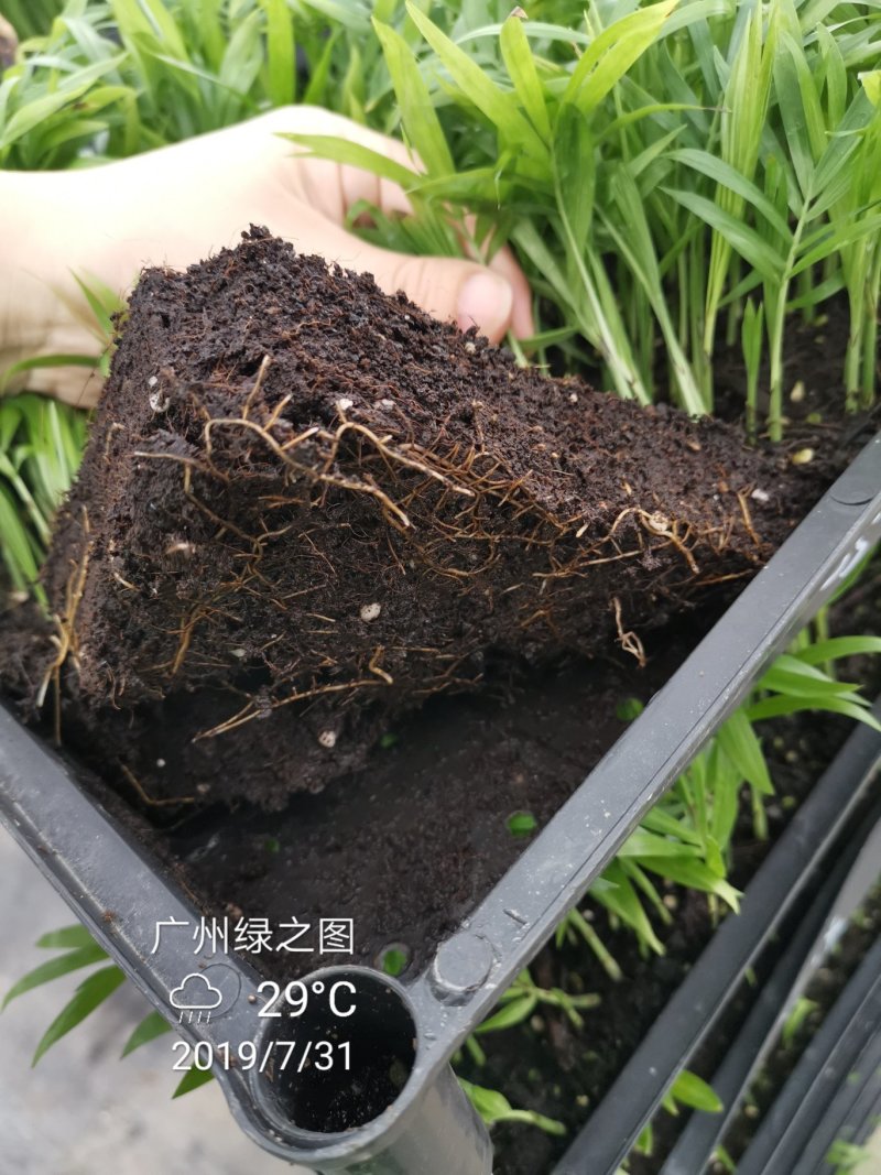袖珍椰子平筛苗小盆栽喜阴植物耐摆放棕榈科观叶植物