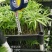 袖珍椰子平筛苗小盆栽喜阴植物耐摆放棕榈科观叶植物