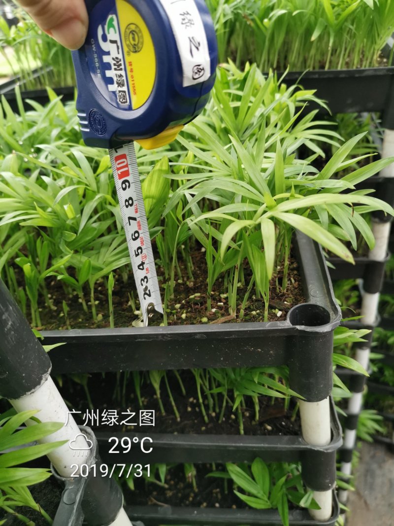 袖珍椰子平筛苗小盆栽喜阴植物耐摆放棕榈科观叶植物