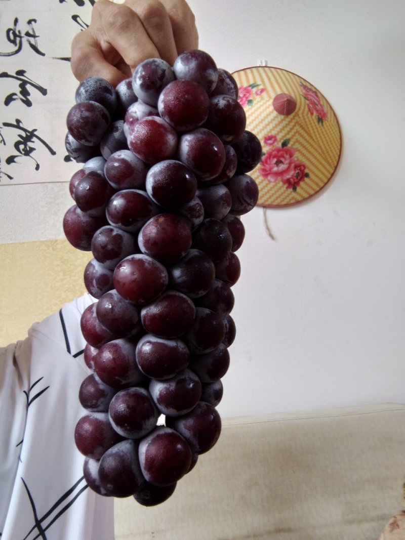葡萄