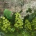 12-18克/粒阳光玫瑰