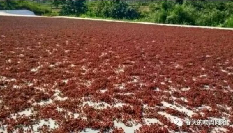 富平优生区花椒（鲜，干）:色漂亮味香麻价便宜