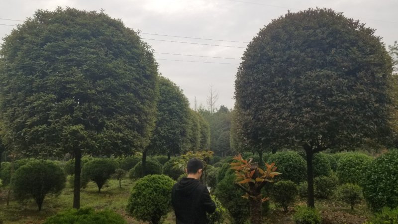15公分桂花，18公分桂花-12公分桂花价格