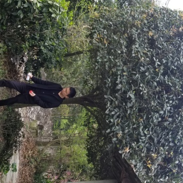 15公分桂花，18公分桂花-12公分桂花价格