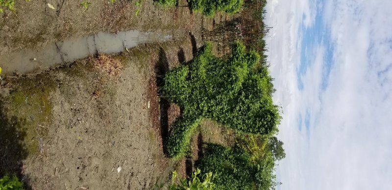 小叶女贞造型女贞造型基地成都小叶女贞造型基地