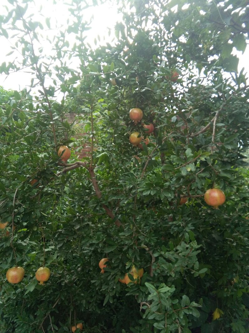 石榴苗