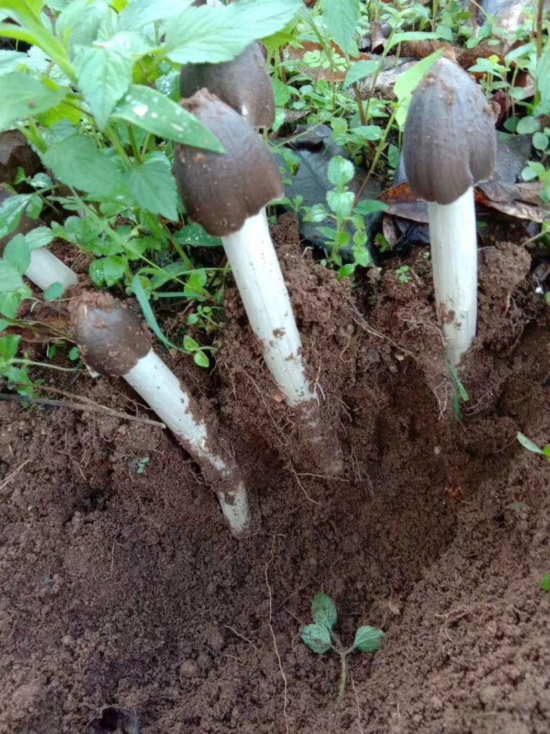 鸡枞油