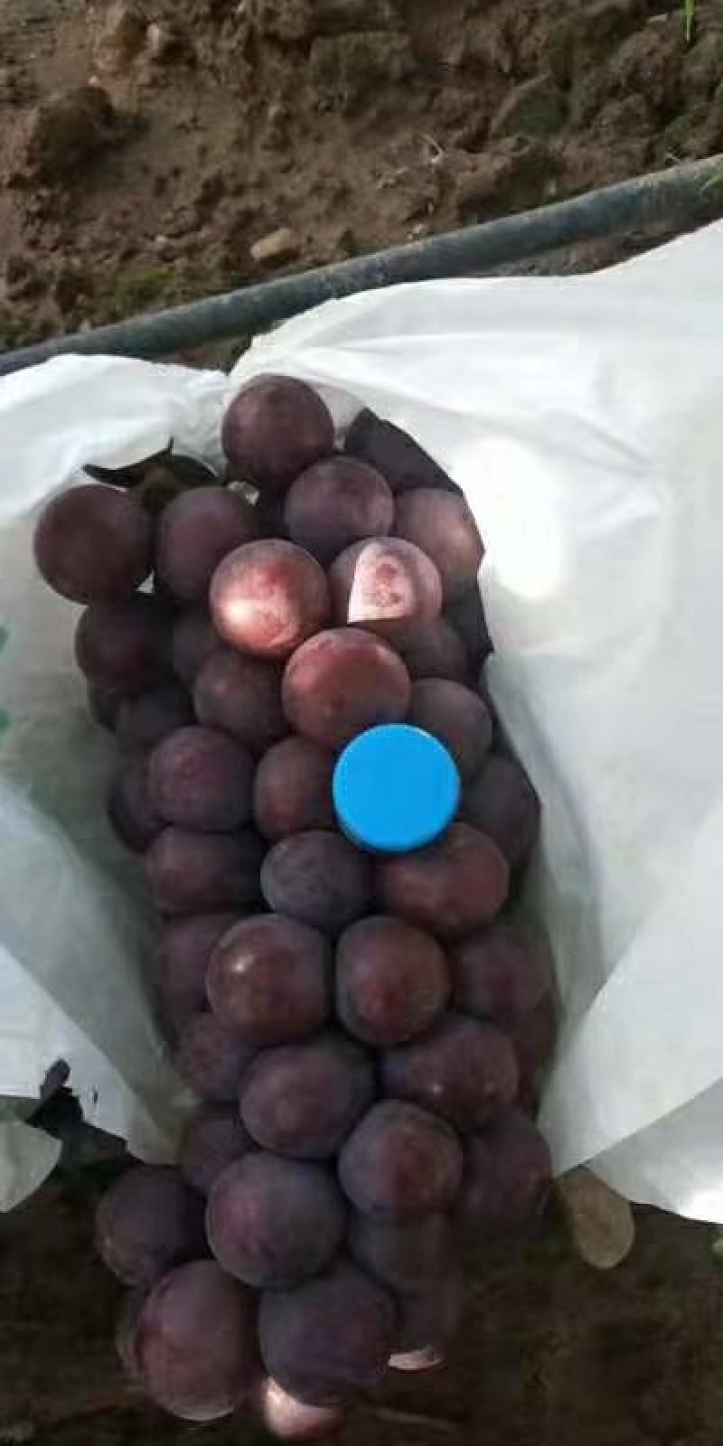 户太8号葡萄大量上市，全国各地的老板可以联系了，颗粒大