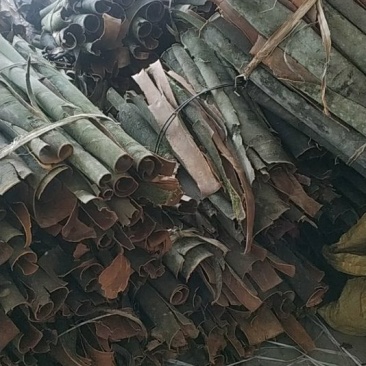贵州山桂皮香桂皮野生桂皮香味浓郁量大包邮